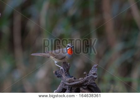 Beautiful Of Siberian Rubythroat Bird