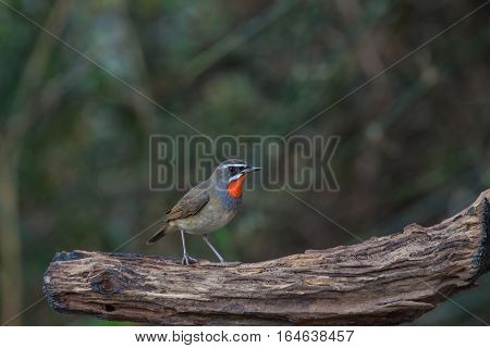 Beautiful Of Siberian Rubythroat Bird