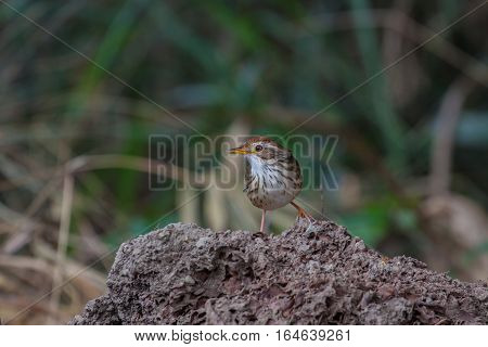 Beautiful Bird Puff-throated Babbler In The Nature