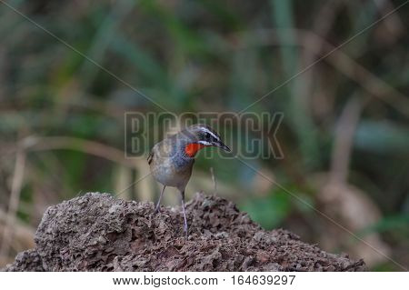 Beautiful Of Siberian Rubythroat Bird