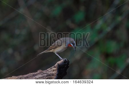 Beautiful Of Siberian Rubythroat Bird