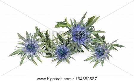 Sea Holly Thistles