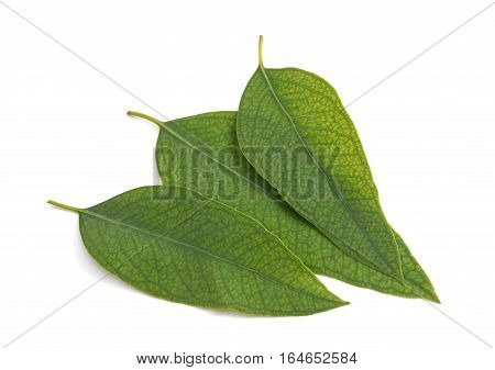 Eucalyptus Leaves Isolated