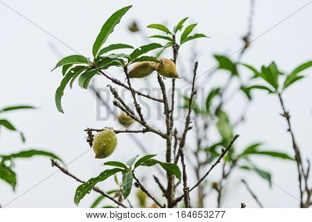 Fresh peach on a peach tree in a cloud cover day at Khun Wang Doi Inthanon Chiang Mai Thailand.