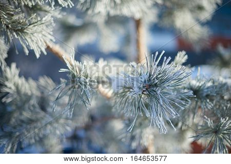 Fur-tree branch with ice and snow. Close-up