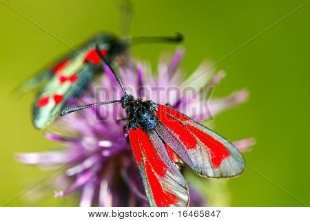 Zygaena