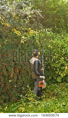 verneuil sur Seine France - november 3 2016 : a pruner in agarden