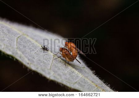 Close up view of real fruitfly in mating for insects macro photography commercial