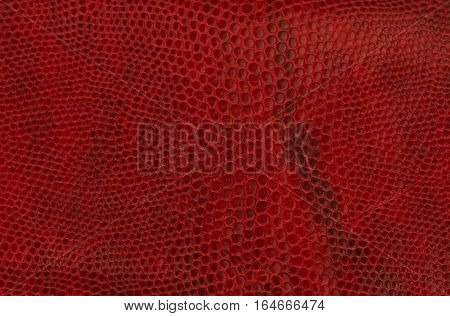 Red reptile leather texture closeup as background