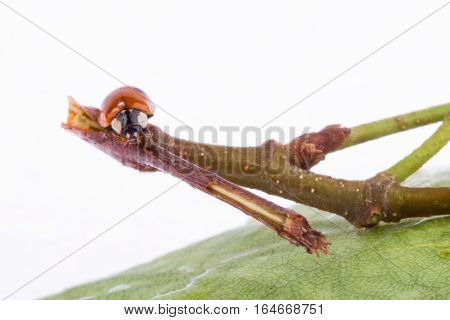 Ladybug on a leaflet. Red bug on the grass. Insects. Background wild nature. Macro