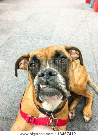 Snaggletooth Boxer Dog