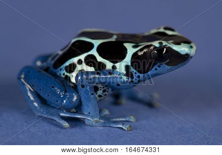 Poison dart Frogs in studio with blue background