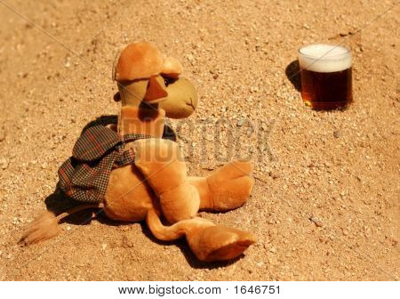 Cerveza y camello sediento