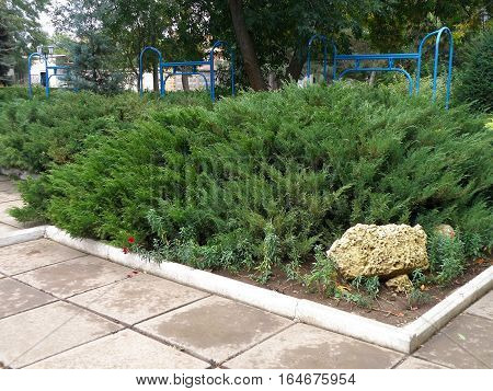 A flower bed with thick twine growing juniper.