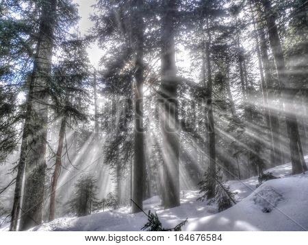 Sun rays in winter forest. Grouse Mountain. North Vancouver. British Columbia. Canada.