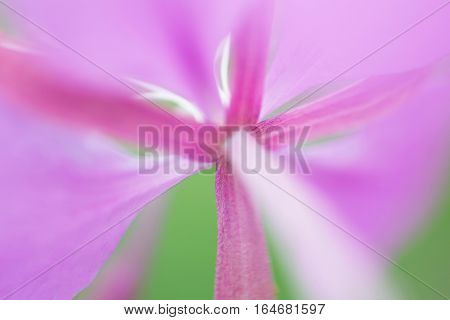 macro texture of purple flower fireweed in daylight