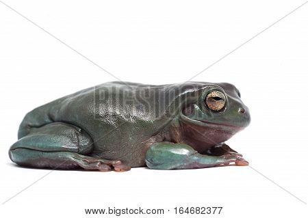 green tree frog isolated on white background