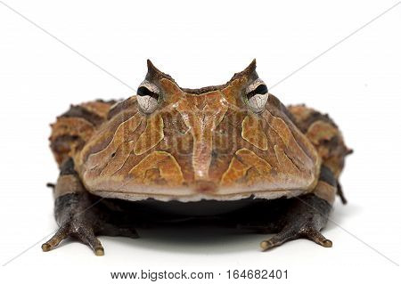 frog isolated on white bacground amphibian reptile