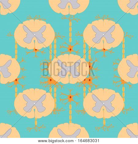 seamless pattern of spinal cord sections and neurons, scientific background