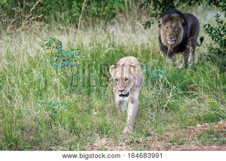 Male and female lion coming from the bushes after mating