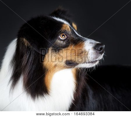 Australian sheepdog portrait in studio with dark background