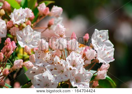 Mountain Laurel blooming in the Spring Time