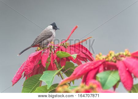 Beautiful bird Sooty headed Bulbul perched on the flowers