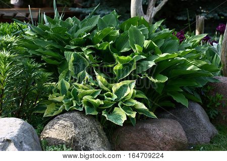 Hosts grow in a flower bed limited to large stones among different plants. All plants are shined by beams of the morning sun.