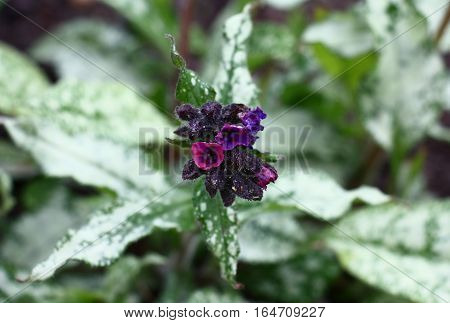 Small flowers of a high quality pulmonaria of dark pink and violet colour reveal by turns against grey-green leaves.