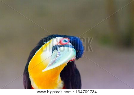 Close-up of the toucan in the Iguazu Waterfall National Park