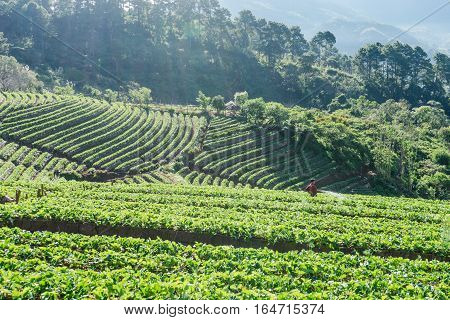 Landscape of Strawberry field at Doi Ang Khang Chiang Mai Thailand