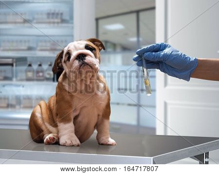 The dog on the Desk in the office of a veterinarian. Hand in glove holding a test tube with analysis