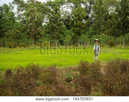 Scarecrow in the rice field, forest bakcground