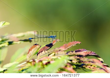 Common Bluetail Damselfly (dragonfly Ischnura Heterosticta) On A Leaf