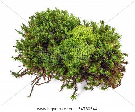 Green moss isolated on a white background
