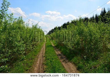 Fields Near The Garden In Russia