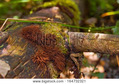 Tree fungus on dead tree in summer