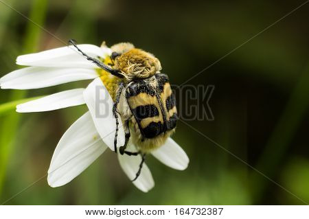 striped bug on white flower in a forest
