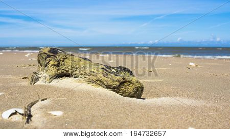Washed Driftwood on the sandy beach at Baltic Sea
