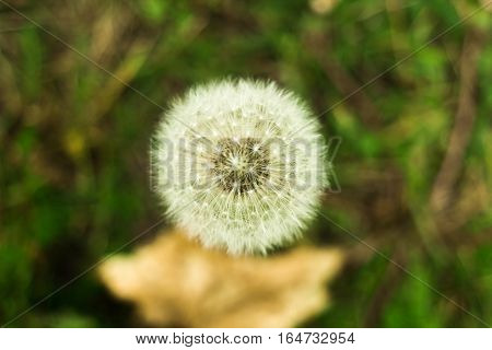 Dandelion fluff. Nature green and white background