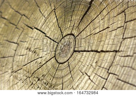 Cracked middle section of wood looks like a sun.