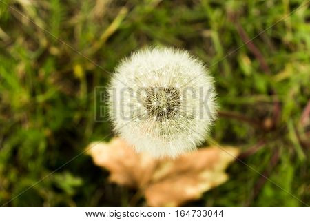 Dandelion fluff, green and white background, nature concept