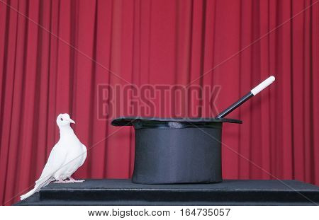 White Pigeon And Magic Hat