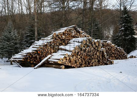 Wood for the sawmill or as a renewable source of energy