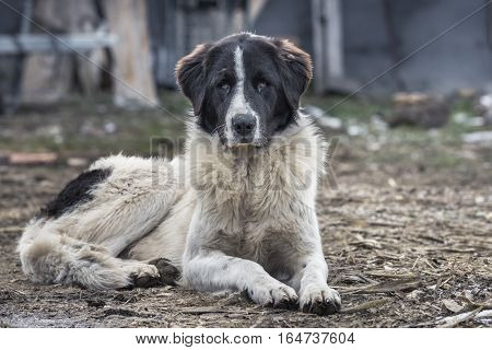 The Bucovina Shepherd Dog Is A Large And Strong Rustic Dog Which