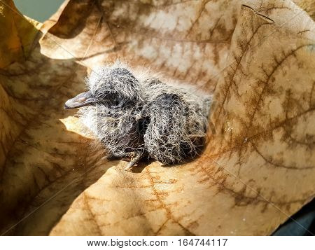 Baby spotted dove (Spilopelia chinensis) newly hatched sitting on a big brown dry leaf