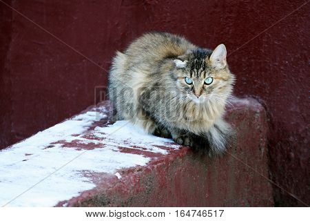 Big fluffy grey cat. Pet sitting near the old concrete walls of the house. The cat damaged one crooked ear.