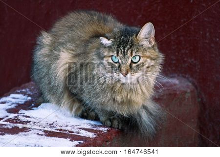 Big fluffy grey cat. Pet sitting near the old concrete walls of the house. The cat damaged one crooked ear.