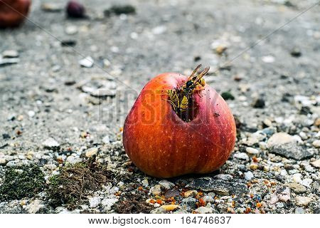 A group of wasps eating from a rotten apple.