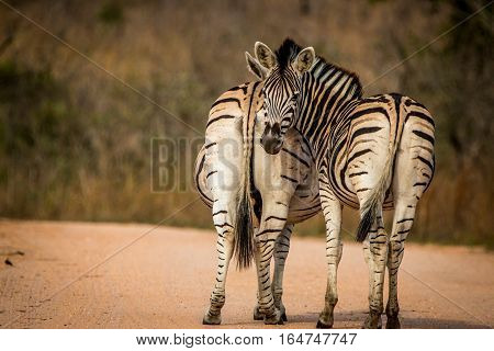 Two Bonding Zebras.
